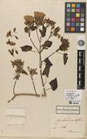 Holotype of Convolvulus multiflorus Kunth [family CONVOLVULACEAE]