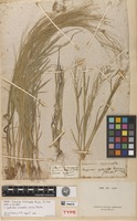 Holotype of Eleusine mucronata Michx. [family POACEAE]