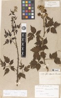 Type of Rubus laciniatus Tollard [family ROSACEAE]