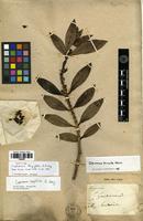 Type? of Coprosma longifolia A.Gray [family RUBIACEAE]