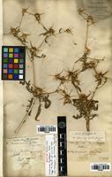 Syntype of Centaurea hyalolepis Boiss. [family ASTERACEAE]