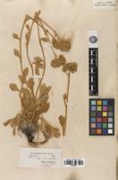 Type of Pyrethrum leucophyllum Boiss. & Hausskn. [family ASTERACEAE]