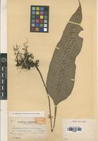 Isotype of Neolepisorus ensatus (Thunb.) Ching var. platyphyllus Tagawa [family PTERIDOPHYTA]