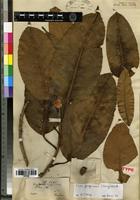 Type of Ficus fergusonii (King) Worth. [family MORACEAE]