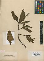 Isotype of Stillingia dichotoma Müll.Arg. [family EUPHORBIACEAE]