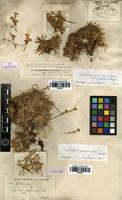 Paratype of Acantholimon petraeum Boiss. ex Bunge [family PLUMBAGINACEAE]