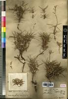 Type of Acantholimon tragacanthinum Boiss. [family PLUMBAGINACEAE]
