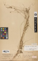 Isotype of Lipocarpha atropurpurea Boeckeler [family CYPERACEAE]