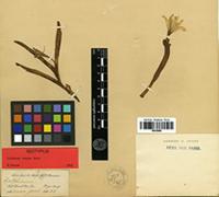 Isotype of Colchicum luteum Baker [family LILIACEAE]