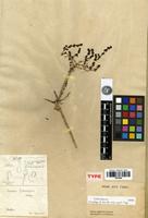 Type of Sevada schimperi Moq. [family CHENOPODIACEAE]