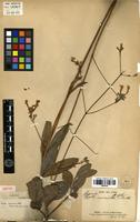 Isotype of Hypenia macrantha (A.St.-Hil. ex Benth.) Harley [family LAMIACEAE]