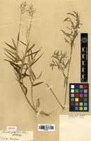 Syntype of Panicum pubescens Lam. [family POACEAE]