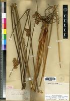 Holotype of Juncus valdiviae Steud. [family JUNCACEAE]