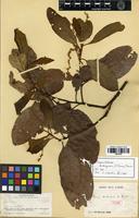 Type of Trigonobalanus doichangensis (A.Camus) Forman [family FAGACEAE]