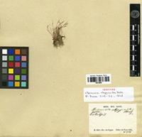 Isotype of Centrolepis alepyroides (Nees) Walp. [family CENTROLEPIDACEAE]