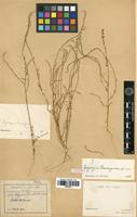 Syntype of Lagrezia decaryana Cavaco [family AMARANTHACEAE]