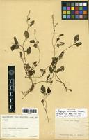 Isotype of Lagrezia ambrensis Cavaco [family AMARANTHACEAE]