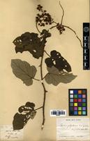 Type? of Rubus polyadenus Cardot [family ROSACEAE]