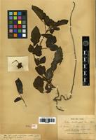 Syntype of Rubus xanthocarpus Bureau & Franch. [family ROSACEAE]