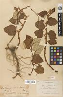 Syntype of Rubus polytrichus Franch. [family ROSACEAE]