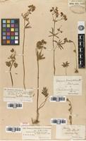 Isolectotype of Geranium tuberosum L. var. transversale Kar. & Kir. [family GERANIACEAE]