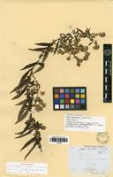 Holotype of Aster schaffneri S.D.Sundb. & A.G.Jones [family ASTERACEAE]