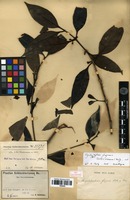 Isolectotype of Rhopalobrachium fragrans Schltr. & K.Krause [family RUBIACEAE]