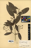 Isotype of Ixora heterodoxa Müll.Arg. [family RUBIACEAE]