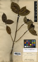 Type of Faramea cardiophylla Standl. [family RUBIACEAE]
