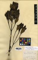 Syntype of Faramea dichotoma K.Schum. ex Glaz. [family RUBIACEAE]