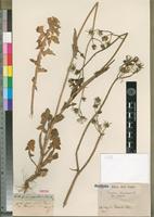 Isotype of Sonchus zacinthoides DC. [family ASTERACEAE]