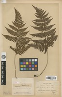 Isotype of Aspidium labordei Christ [family PTERIDOPHYTA]