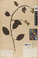 Type of Senecio caracasanus Klatt [family ASTERACEAE]
