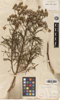 Isotype of Cineraria brasiliensis Spreng. [family ASTERACEAE]
