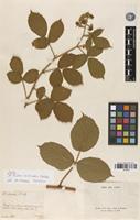 Type of Rubus echinatus P.J.Müll. [family ROSACEAE]