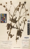 Isotype of Geum aleppicum Jacq. var. cuneatum B.Boivin [family ROSACEAE]