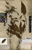 Type of Docynia hookeriana Decne. [family ROSACEAE]