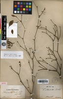 Isotype of Terminalia riedelii Eichler [family COMBRETACEAE]
