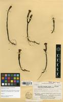 Isotype of Werneria acerosa Cuatrec. [family ASTERACEAE]