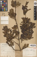 Holotype of Stranvaesia microphylla J.E.Vidal [family ROSACEAE]