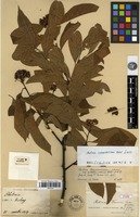 Type of Photinia fauriei Cardot [family ROSACEAE]