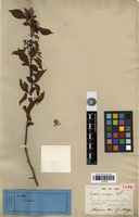 Type of Pourthiaea zollingeri Decne. [family ROSACEAE]