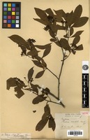 Isotype of Pourthiaea lucida Decne. [family ROSACEAE]