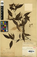 Holotype of Photinia glabra (Thunb.) Maxim. var. fokienensis Finet & Franch. [family ROSACEAE]