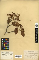 Syntype of Photinia beauverdiana C.K.Schneid. var. brevifolia Cardot [family ROSACEAE]
