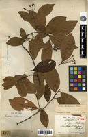 Holotype of Pourthiaea calleryana Decne. [family ROSACEAE]