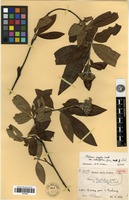 Isotype of Photinia lancilimba J.E.Vidal var. petaloconstricta J.E.Vidal [family ROSACEAE]