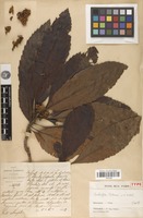 Holotype of Eriobotrya poilanei J.E.Vidal [family ROSACEAE]