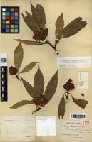 Lectotype of Eriobotrya bengalensis (Roxb.) Hook.f. var. angustifolia Cardot [family ROSACEAE]