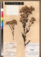 Isotype of Vernonia ituriensis Muschl. var. occidentalis (C.D.Adams) C.Jeffrey [family ASTERACEAE]